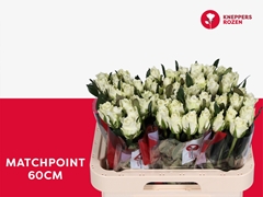 R Gr Matchpoint! 60L.cm 23bloei