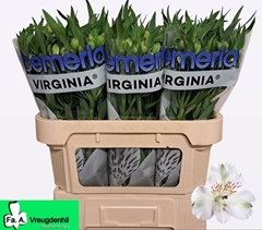 Alstr Virginia 75L.cm 60gram 23bloei