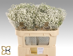 Gyps Pa Xlence 70L.cm 20gram 34bloei