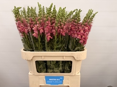 Antir Cool Rose 80L.cm 23bloei