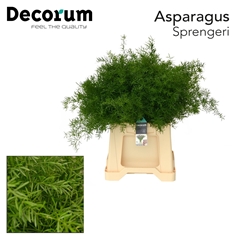 Asp Dens Sprengeri 45L.cm