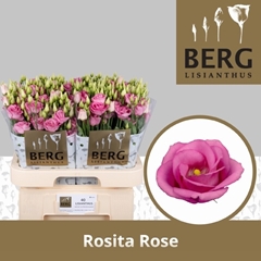 Eust G Rosita Rosepi 70L.cm 55+knop 23bloei