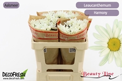 Leuc S Harmony 50L.cm 23bloei
