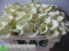 Zant White Flirt 50L.cm 34bloei