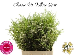 Chame Un White Star 70L.cm 34bloei
