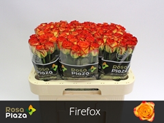 R Gr Firefox 60L.cm 23bloei