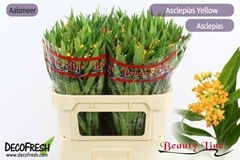 Ascl Incarnata 70L.cm 13bloei