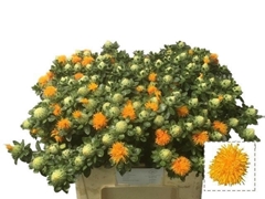 Carth T Orange Grena 60L.cm 13bloei