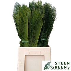 Decoratiegroen/blad 50L.cm