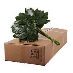 Aralia Gt Orca 50L.cm