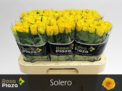 R Gr Solero 60L.cm 23bloei