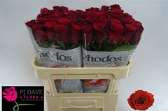 R Gr Rhodos 70L.cm 24bloei