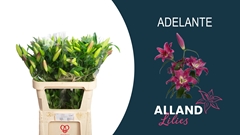 Li Ot Adelante 90L.cm 30+knop 23bloei