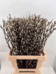 Salix Wilgenkatjes 70L.cm