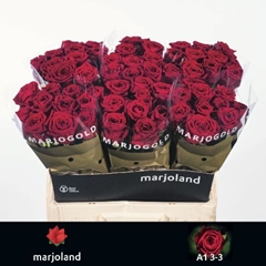 R Gr Red Naomi! 60L.cm 33bloei