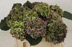 Hydr M Verena Bl Cl 50L.cm 45bloei