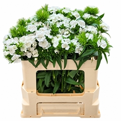 Di Barb S Will White 50L.cm 23bloei