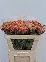Chr G Hanenburg 65L.cm 75gram 23bloei