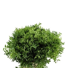 Pistacia Blad P Bos 45L.cm 10gram