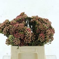 Kaaps Groen Berzelia 35L.cm
