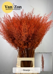Siergr Ov Klb H% 85L.cm Orangegram