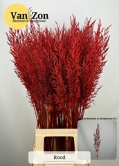 Siergr Ov Klb H% 85L.cm Roodgram