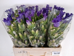 Campanula Champion Blue 60L.cm 23bloei