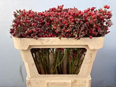 Rosa Mag Pride 70L.cm