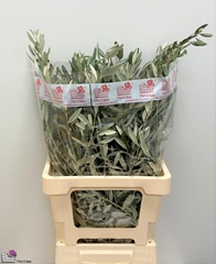 Olea Europaea Bs 60L.cm