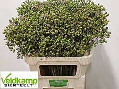 Rosa Mag Autum Glory 80L.cm