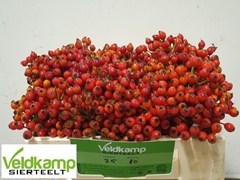Rosa Mag Autum Glory 25L.cm