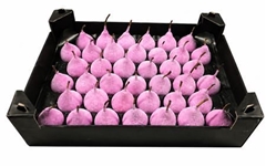 Wax Peer H% PinkL.cm