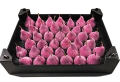Wax Peer H% FuchsiaL.cm