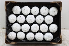 Wax Appel H% SneeuwwitL.cm